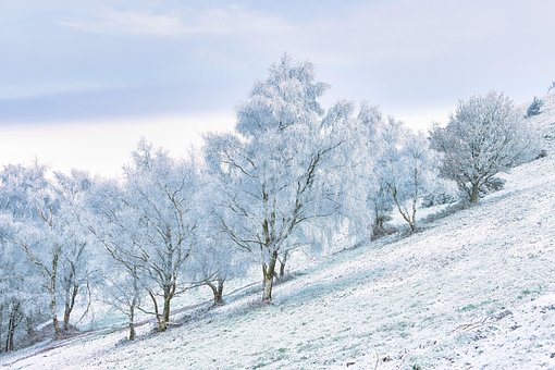 Free Winter Snow photo and picture