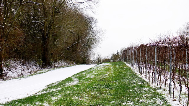 Free Vineyard Winter photo and picture