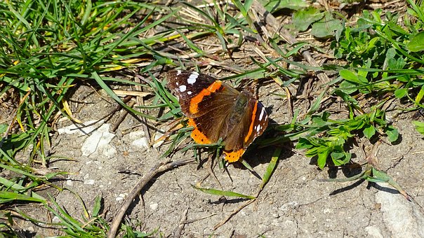 Vlinder, De Lente, Natuur, Insect