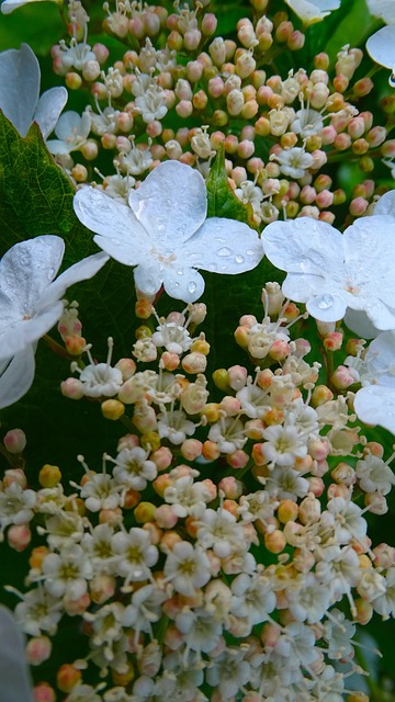 Bloemen, Natuur, De Lente, Bloeien