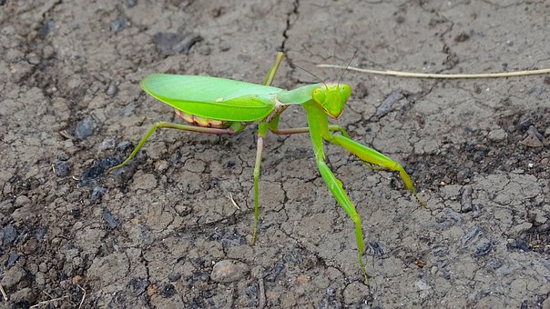 Bidsprinkhaan, Insect, Green, Roofdier