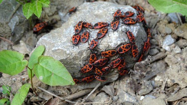 Rood, Insecten, Kevers, Kever
