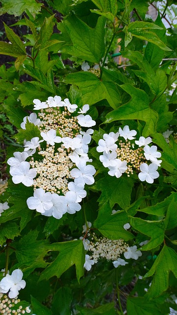 Bloeien, De Lente, Witte Bloemen, Natuur