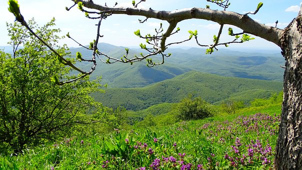 Panorama, Natuur, Bloeien, De Lente