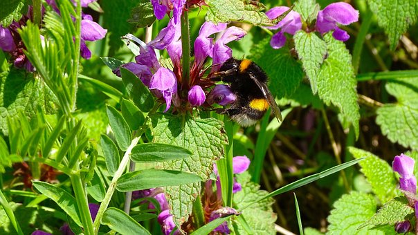Hommel, Insect, Bloeien, Bestuiving, Bij