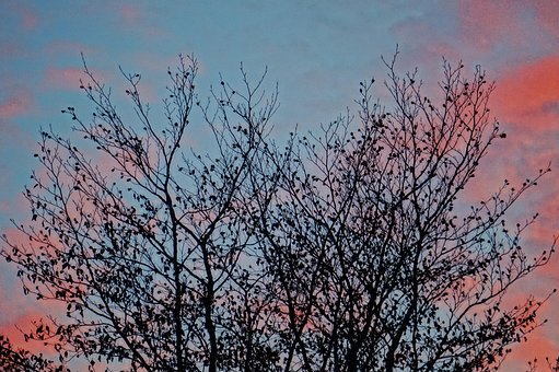 Resplendor, Inverno, Frio, Natureza