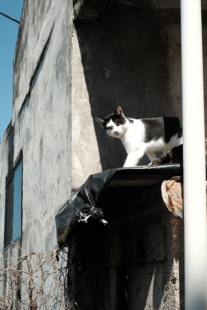 Animal, Gato, Felino, Extraviarse