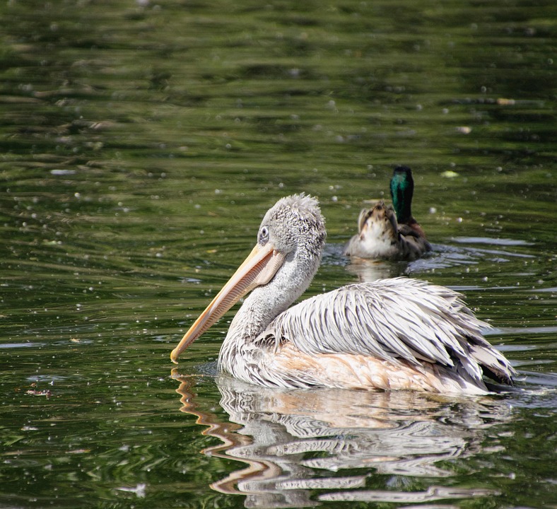 Pelican Mallard Duck - Free photo on Pixabay
