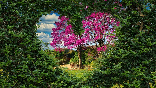 Free hedge see through green illustration