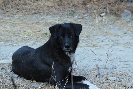 Free Stray Homeless photo and picture