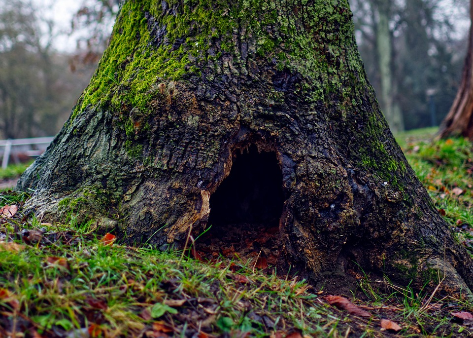 树 树桩 洞 - Pixabay上的免费照片