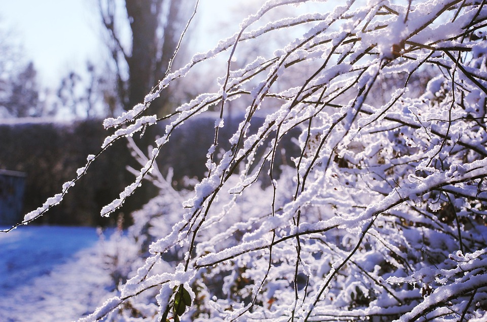 雪 树枝 冬天 - Pixabay上的免费照片