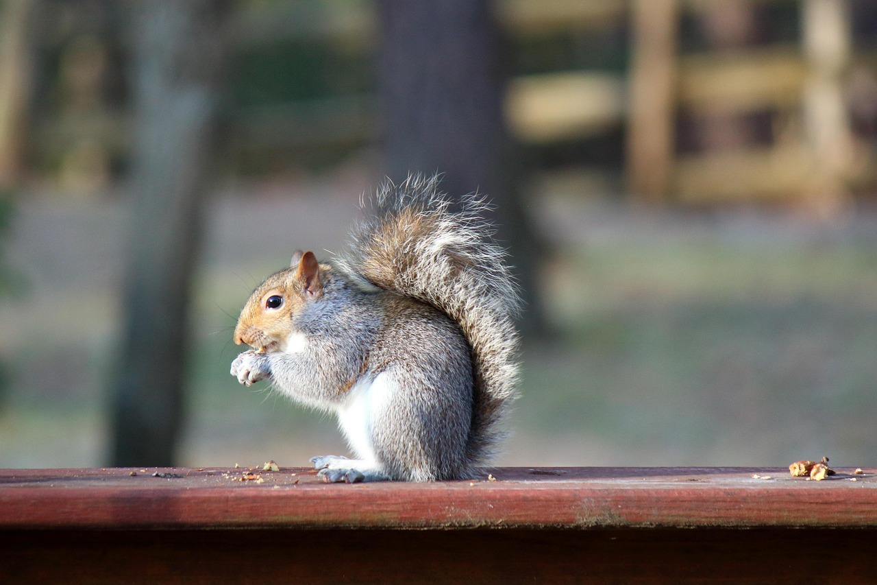 Squirrel Eating Nut Free photo on Pixabay Pixabay