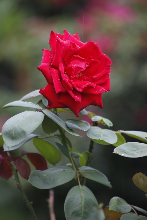 Blomma Röd Ros - Gratis foto på Pixabay