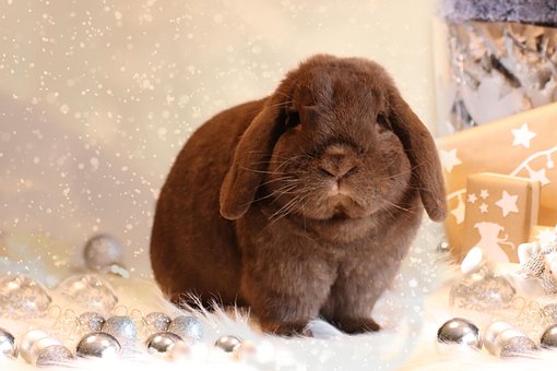 Jul, Kanin, Dekoration, Dyr, Kæledyr