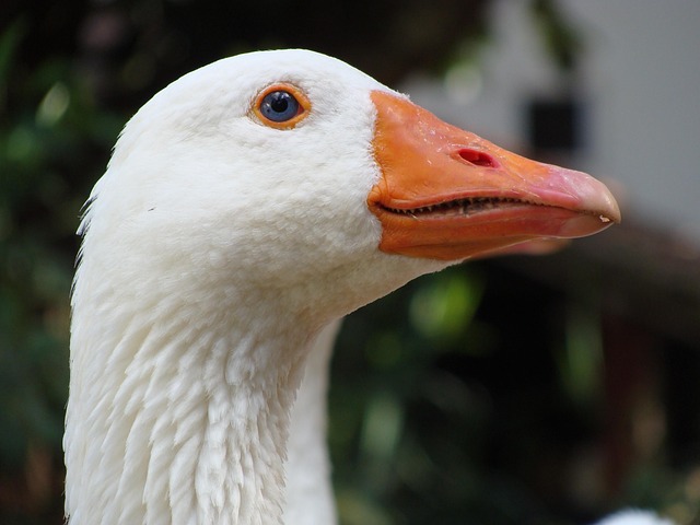 Free Goose Bird photo and picture