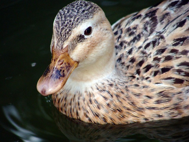 Free Mallards Teal photo and picture