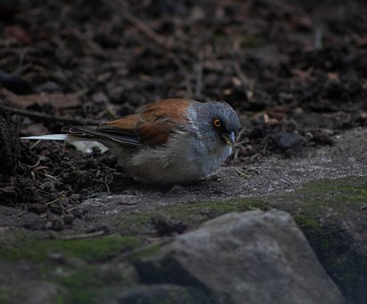 Free Bird Beak photo and picture