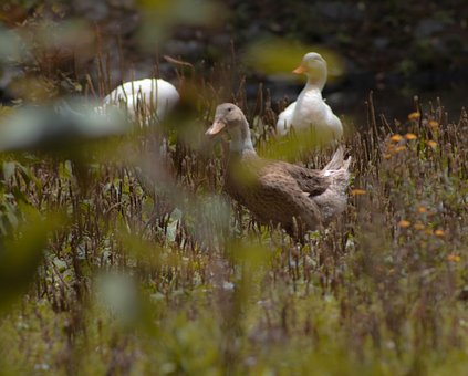 Free Duck Ducks photo and picture