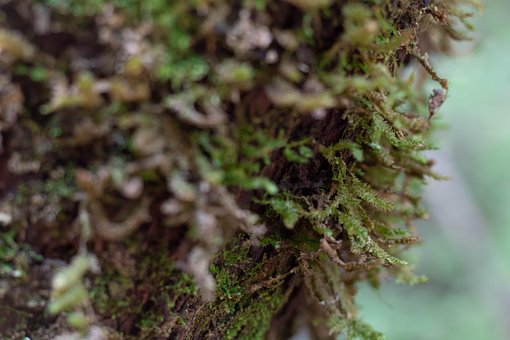 Free Moss Tree photo and picture
