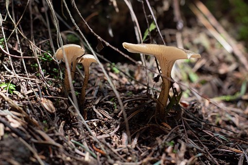 Free Mushrooms Spore photo and picture