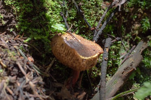 Free Mushroom Spore photo and picture