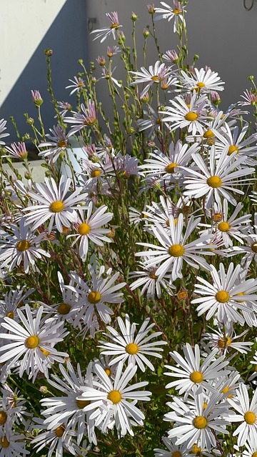 Free Autumn Cosmos photo and picture