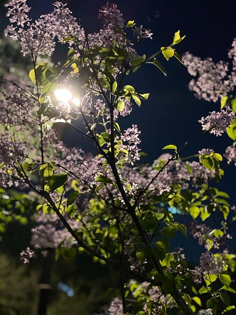 Free Flower Lilac photo and picture