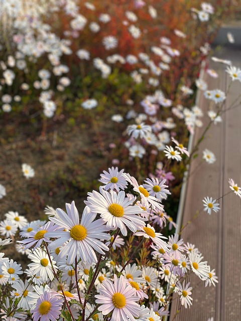 Free Flower Autumn photo and picture
