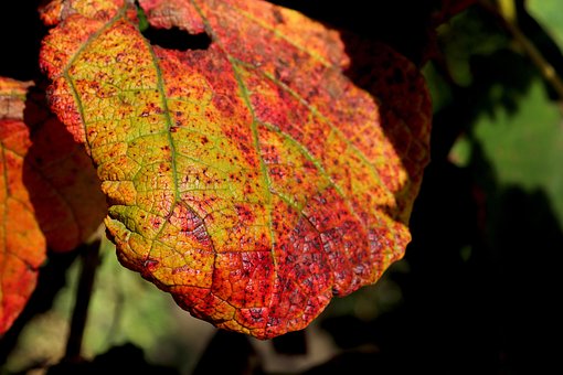 Hoja, Árbol, Plantas, Follaje De Otoño