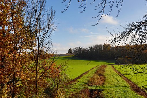 Campo, Rastro, Follaje, Medio Ambiente