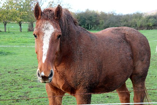 Caballo, Animales, Equinos, Familiar