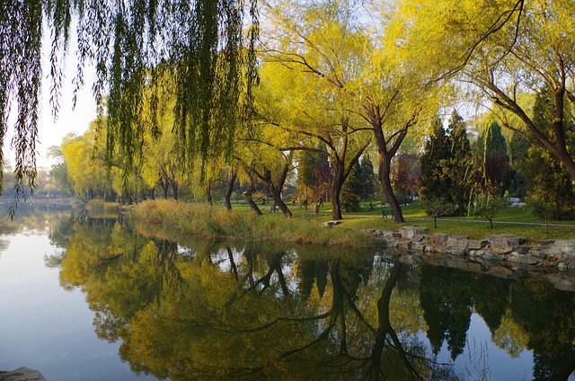 Río Árbol Parque - Foto gratis en Pixabay - Pixabay