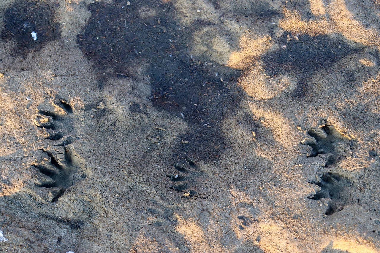 Waschbär Spuren Bilder