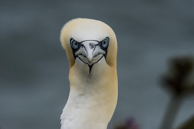 Download free HD stock image of Bird Nature Free Bird Nature photo and picture