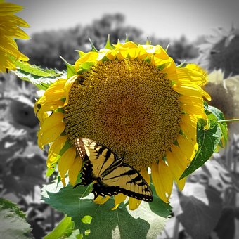 Sonnenblume, Tennessee, Schwalbenschwanz