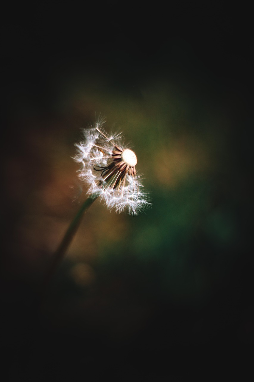 Dandelion Bloom Sun Free photo on