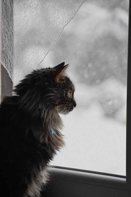 Gato, Janela, Neve, Inverno, Felino