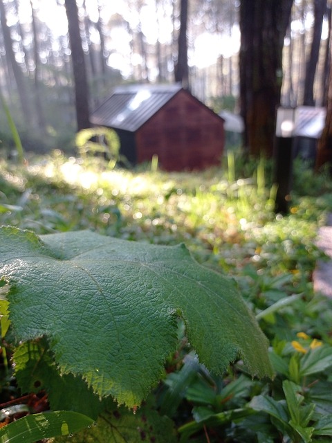 Free Natural Forest photo and picture