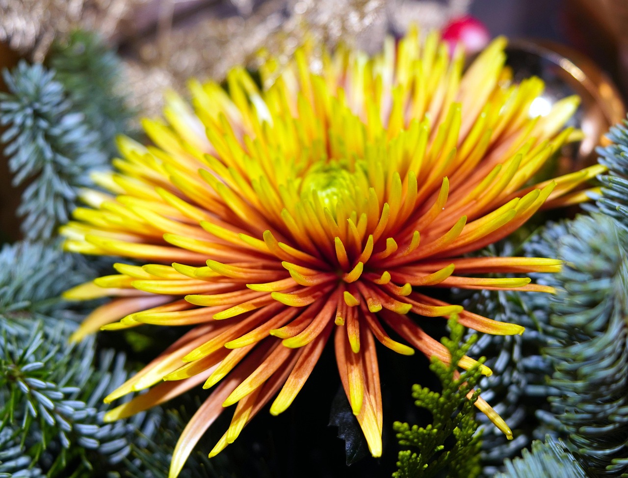Flower Chrysanthemum Garden Free Photo On Pixabay flower-chrysanthemum-garden-free-photo-on-pixabay