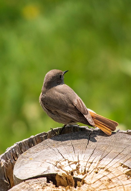 Free Bird Animal photo and picture