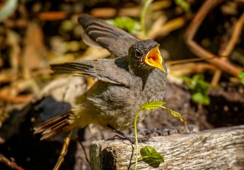 Free Animal Plumage photo and picture