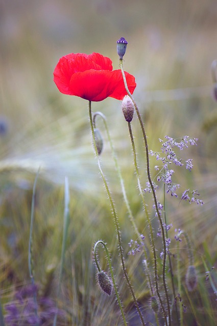 Free Flower Nature photo and picture