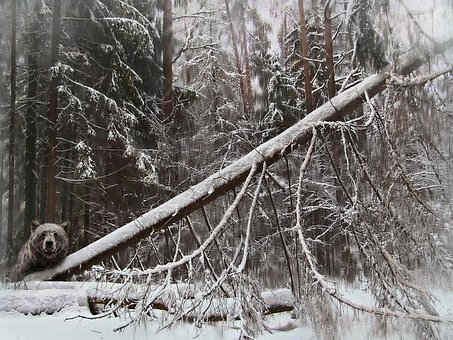Bosque, Invierno, Nieve, Abeto Caído