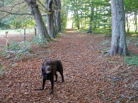 Hund, Wald, Labrador