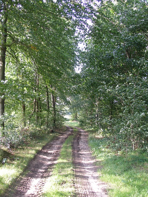 Wald, Weg, Frühling