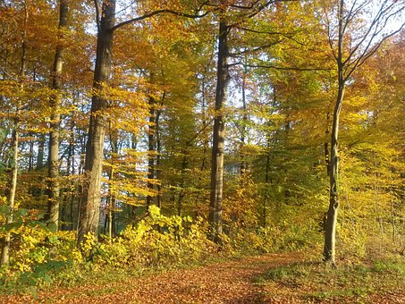Wald, Herbst, Weg, Landschaft