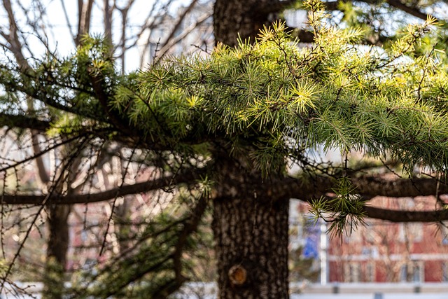 Free Pine Tree Natural photo and picture