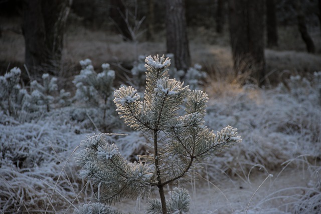 Free Jaw Winter photo and picture