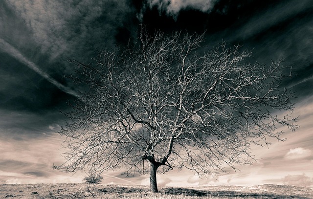 Free Tree Sky photo and picture
